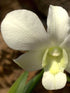Dendrobium  Fuji White Plant or White Dendrobium with Green coloured leaves and White with Cream Core coloured flower 