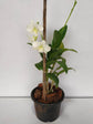 Dendrobium  Fuji White 