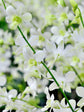 Dendrobium  Fuji White 