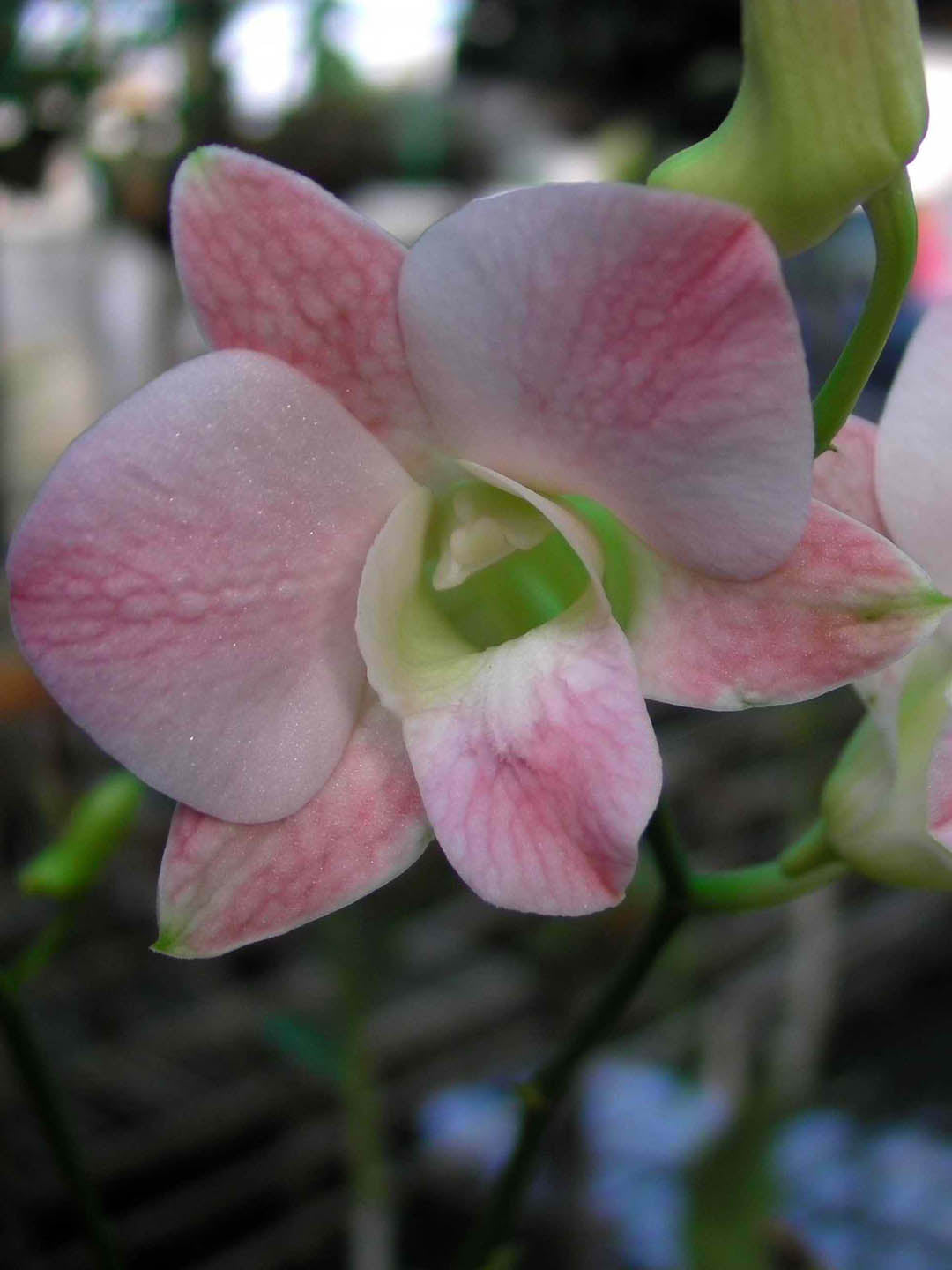 Dendrobium Marco Polo Plant or Dendrobium with Green coloured leaves and White with pink hue coloured flower 