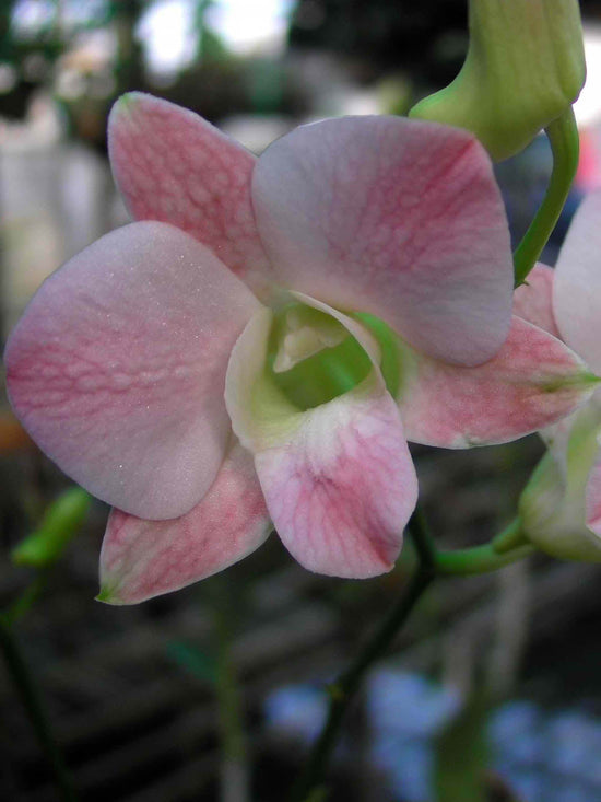 Dendrobium Marco Polo Plant or Dendrobium with Green coloured leaves and White with pink hue coloured flower 