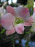 Dendrobium Marco Polo Plant or Dendrobium with Green coloured leaves and White with pink hue coloured flower 