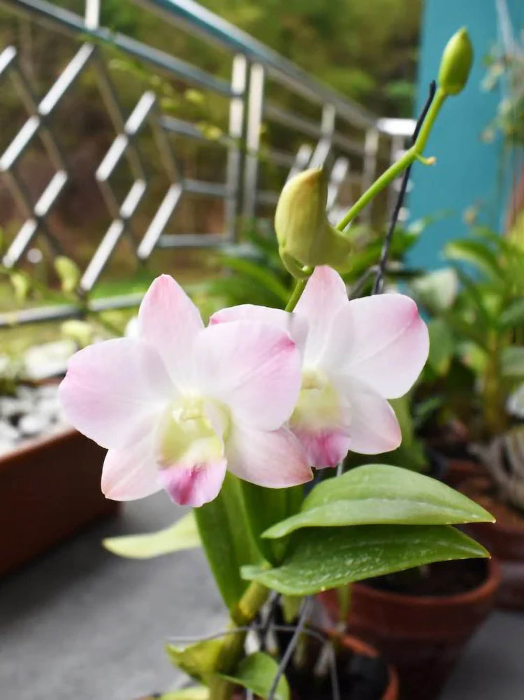 Dendrobium Marco Polo 