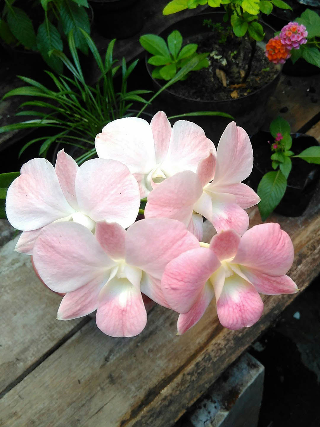 Dendrobium Marco Polo 