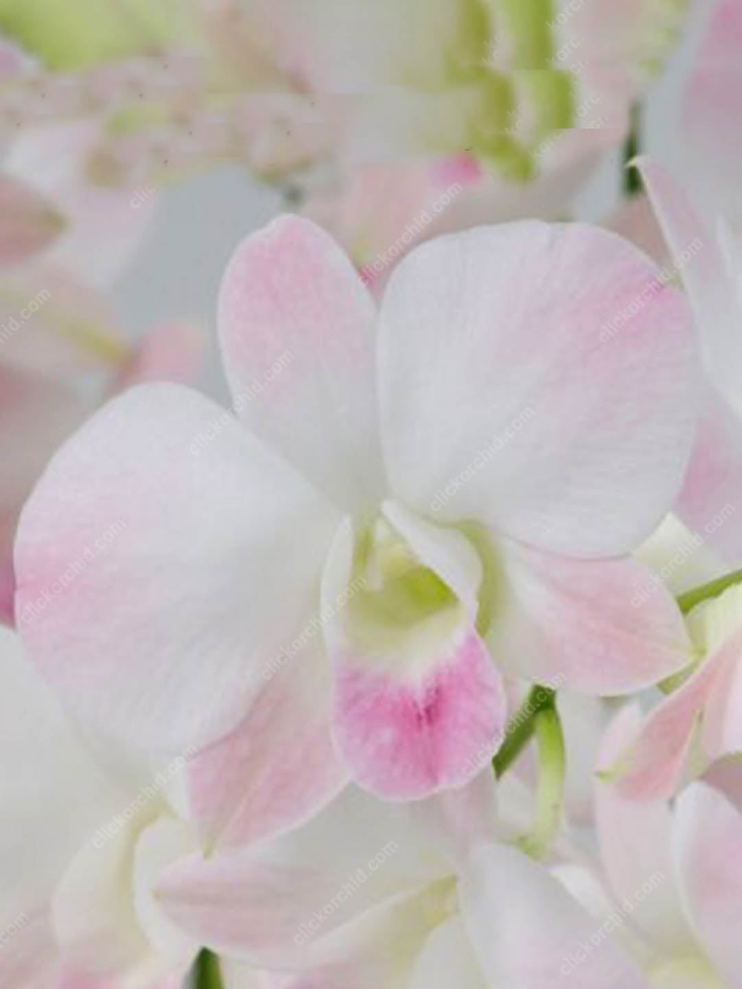 Dendrobium Marco Polo 