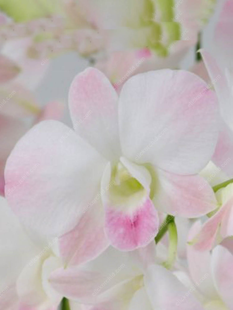 Dendrobium Marco Polo 