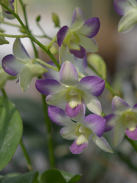 Dendrobium  Misteen Plant or Dendrobium with Green coloured leaves and Purple and White Splashes with Cream Core coloured flower 