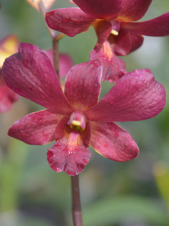 Dendrobium Senberry Plant or Dendrobium with Green coloured leaves and Red coloured flower 
