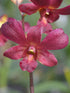 Dendrobium Senberry Plant or Dendrobium with Green coloured leaves and Red coloured flower 