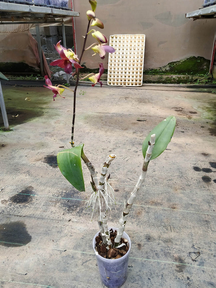 Dendrobium Senberry