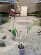 Dendrobium Senberry