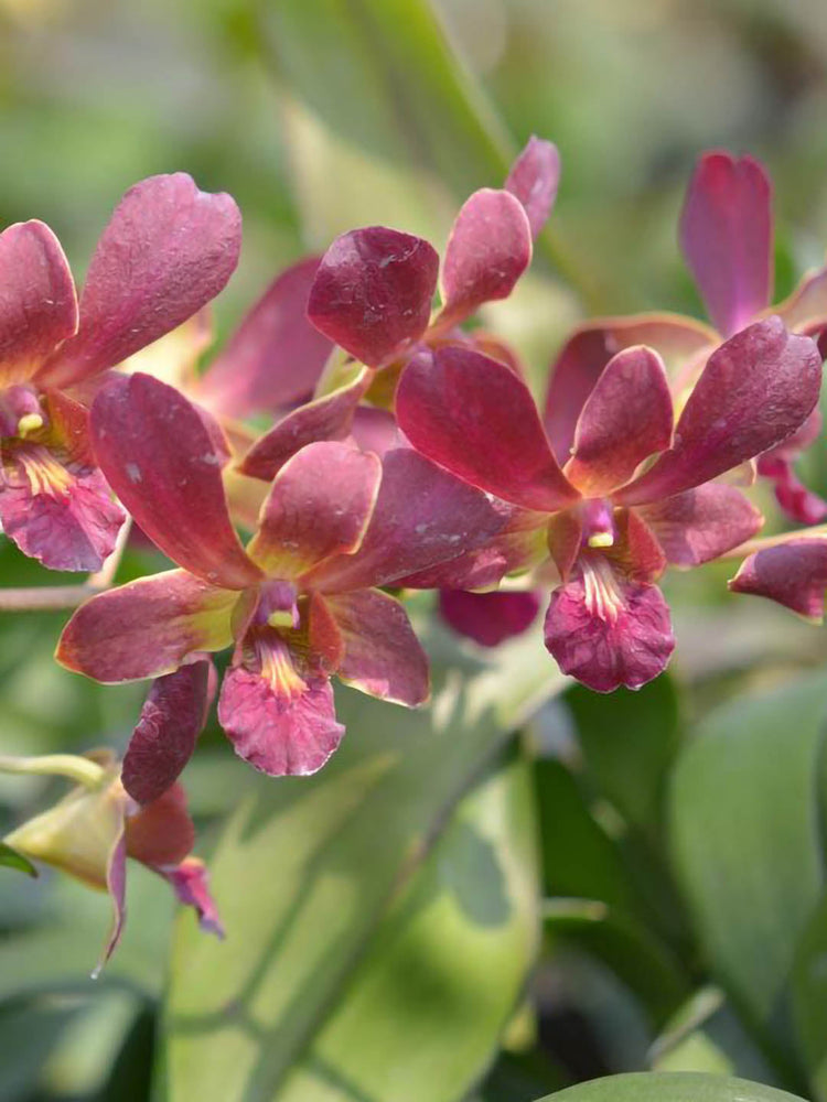 Dendrobium Senberry