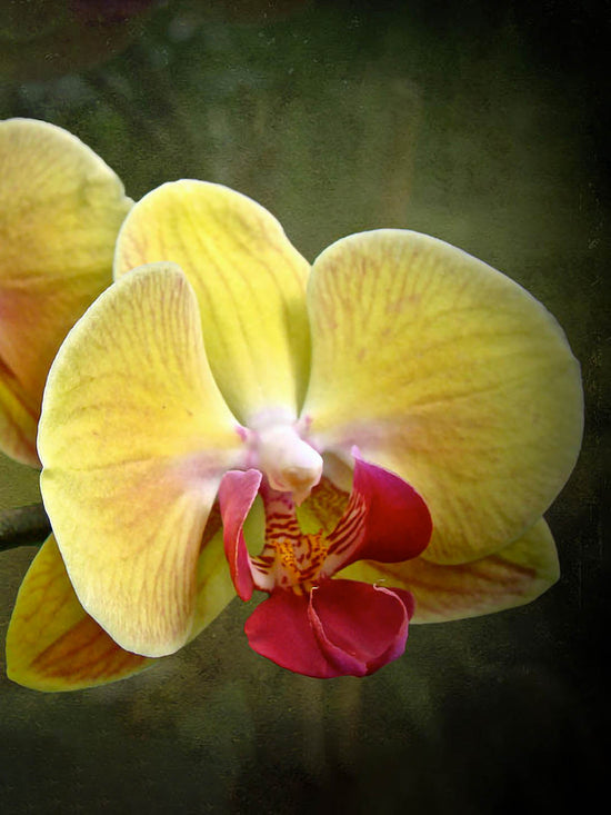 Phalaenopsis Amabilis Yellow Plant or Yellow Moth Orchid with Green coloured leaves and Yellow with Purple Core coloured flower 
