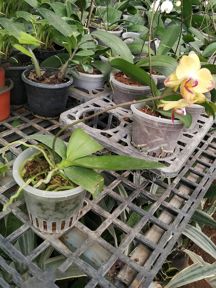 Phalaenopsis Amabilis Yellow 