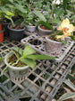 Phalaenopsis Amabilis Yellow 