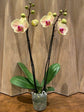 Phalaenopsis Amabilis Yellow 