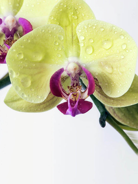 Phalaenopsis Amabilis Cream Yellow Plant or Yellow Moth Orchid with Green coloured leaves and Yellowish White coloured flower 