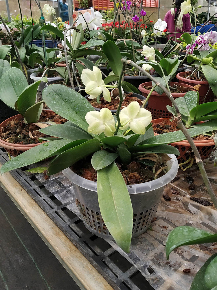 Phalaenopsis Amabilis Cream Yellow 