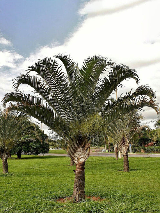 Dypsis Decaryi Plant or Triangle Palm, Neodypsis Decaryi with Green coloured leaves