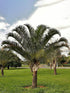 Dypsis Decaryi Plant or Triangle Palm, Neodypsis Decaryi with Green coloured leaves