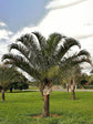 Dypsis Decaryi Plant or Triangle Palm, Neodypsis Decaryi with Green coloured leaves