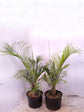 Dypsis Decaryi