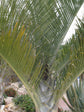 Dypsis Decaryi