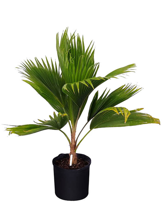 Pritchardia Pacifica Plant or Fiji Fan Palm with Green coloured leaves