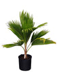 Pritchardia Pacifica Plant or Fiji Fan Palm with Green coloured leaves