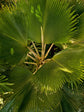 Pritchardia Pacifica
