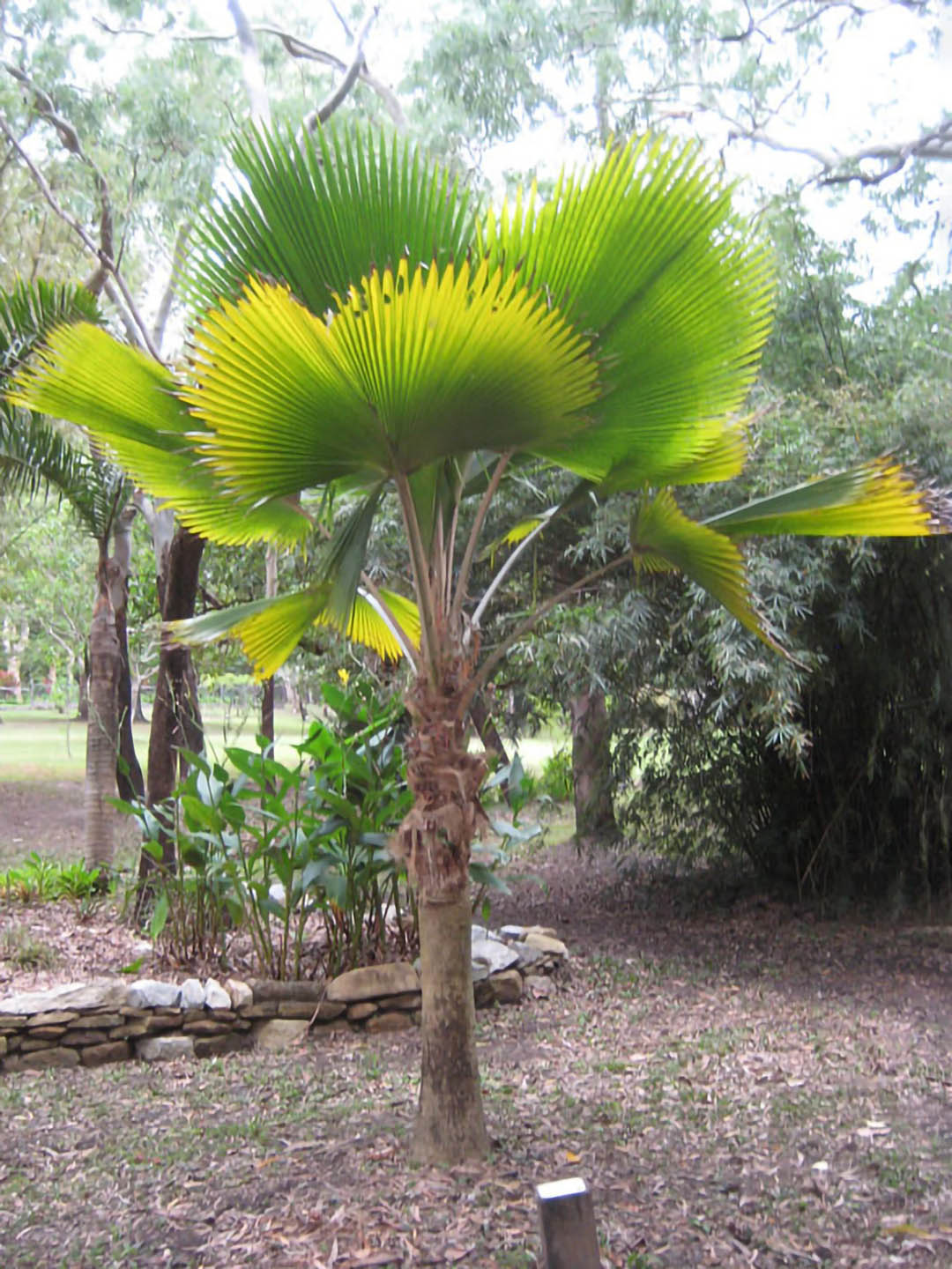 Pritchardia Pacifica