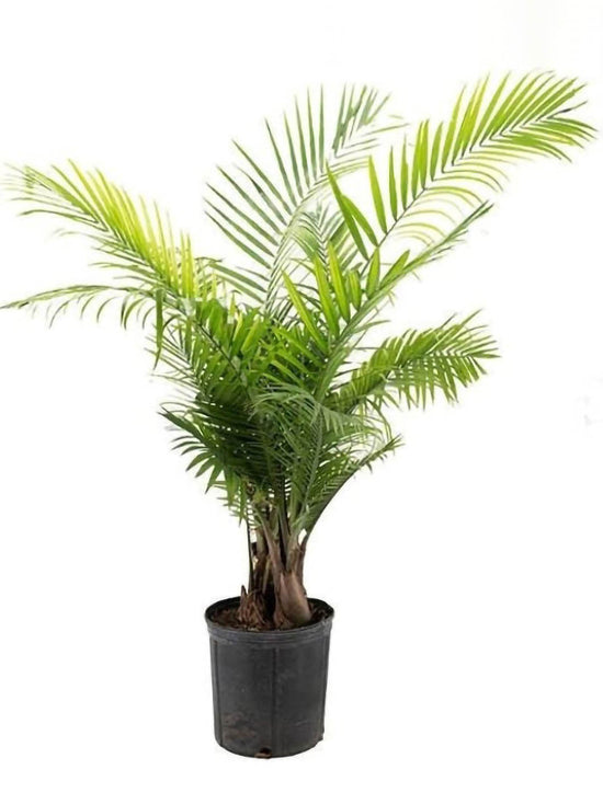 Ravenea Rivularis Plant or Majesty Palm with Green coloured leaves