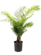Ravenea Rivularis Plant or Majesty Palm with Green coloured leaves