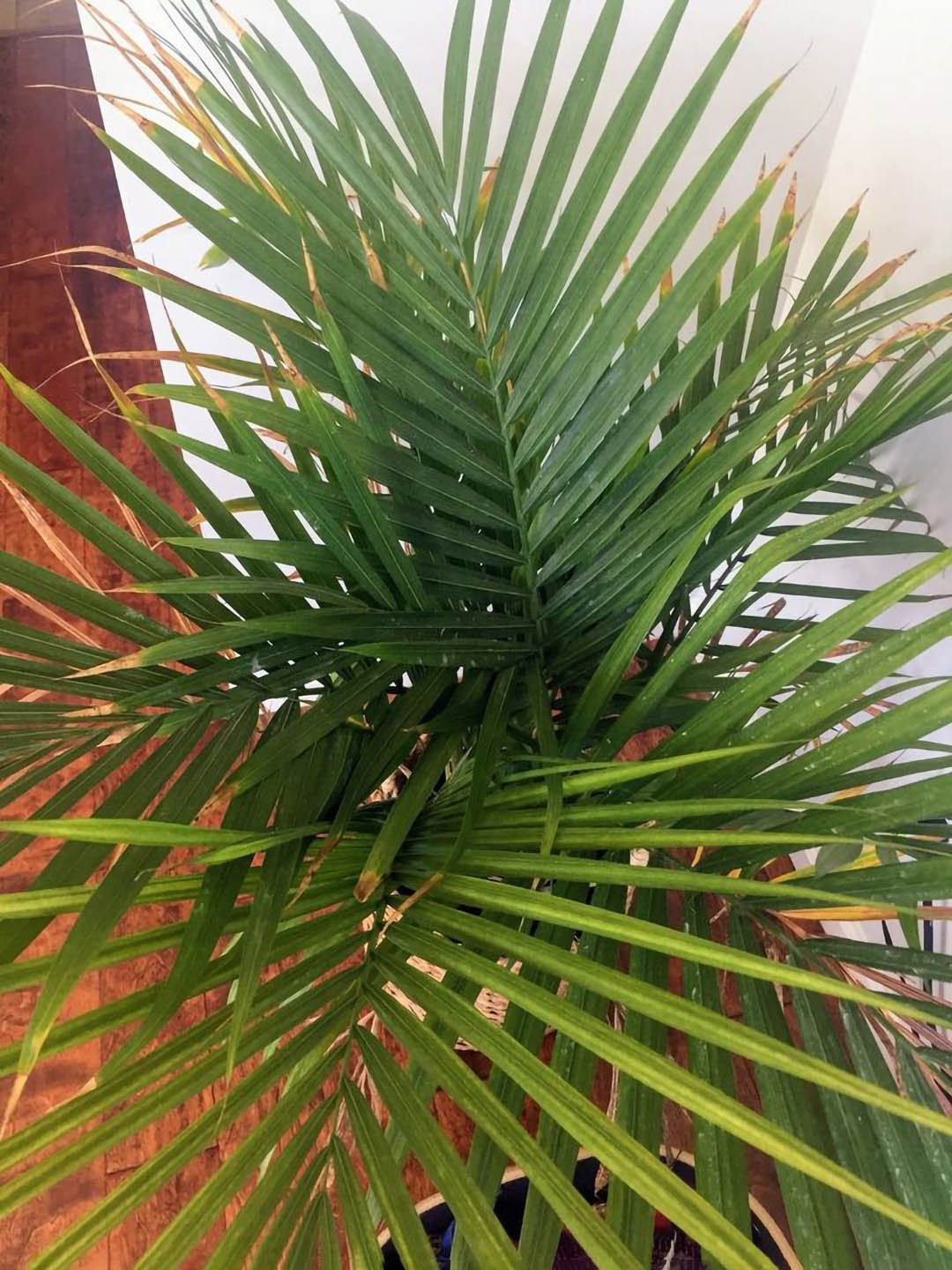 Ravenea Rivularis