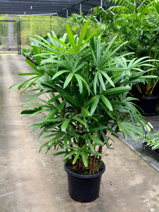 Rhapis Excelsa Plant or Lady Palm with Dark Green coloured leaves