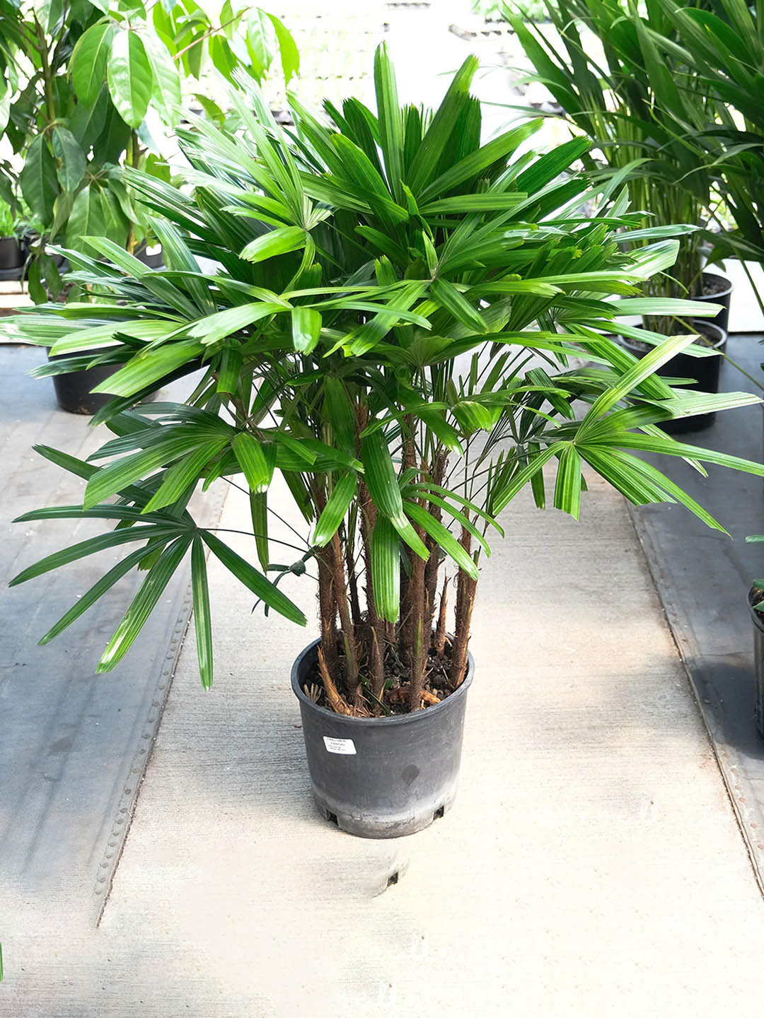Rhapis Excelsa