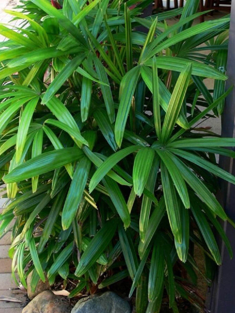 Rhapis Excelsa
