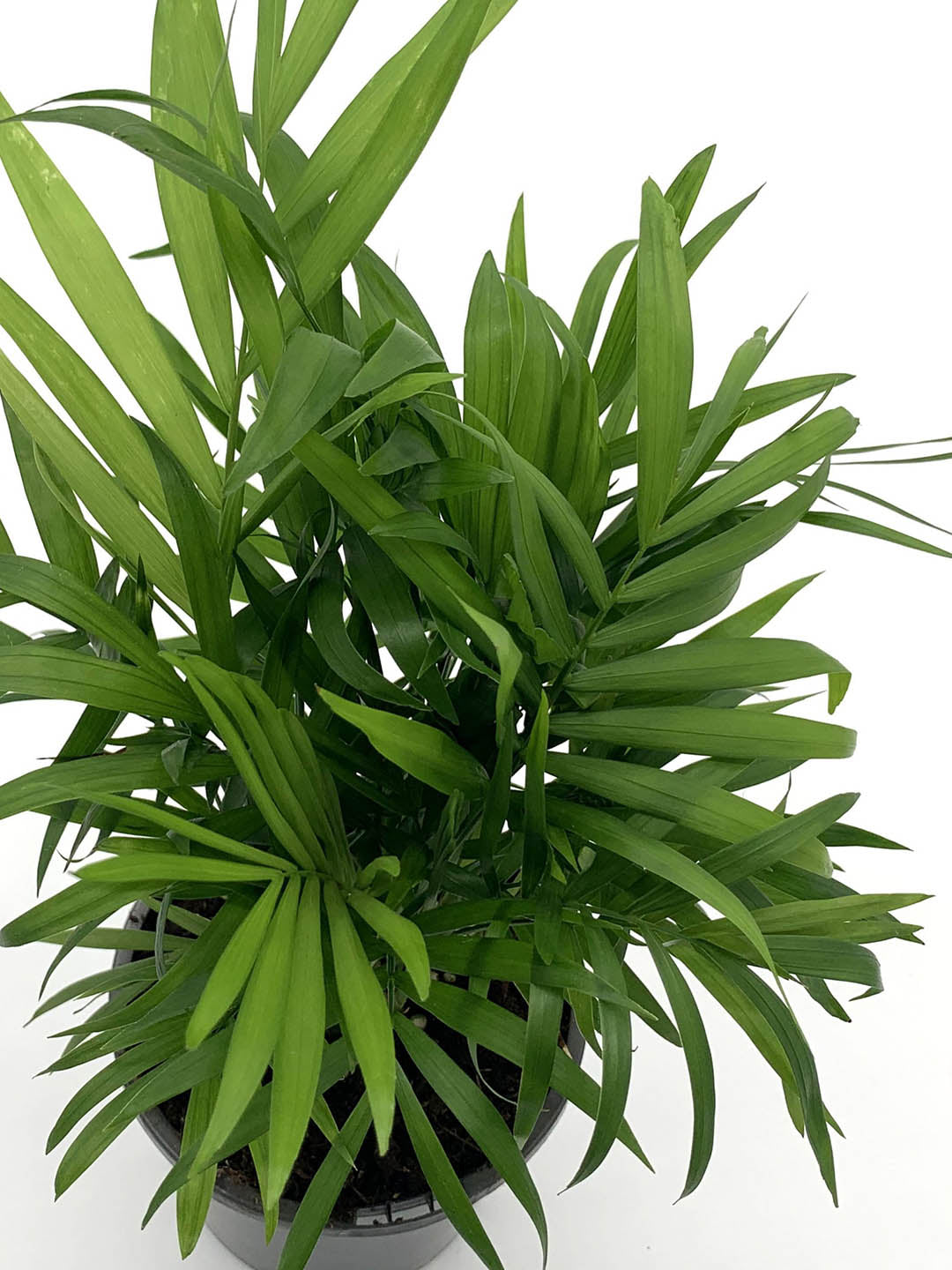 Chamaedorea Elegans Plant or Parlour Palm with Green coloured leaves