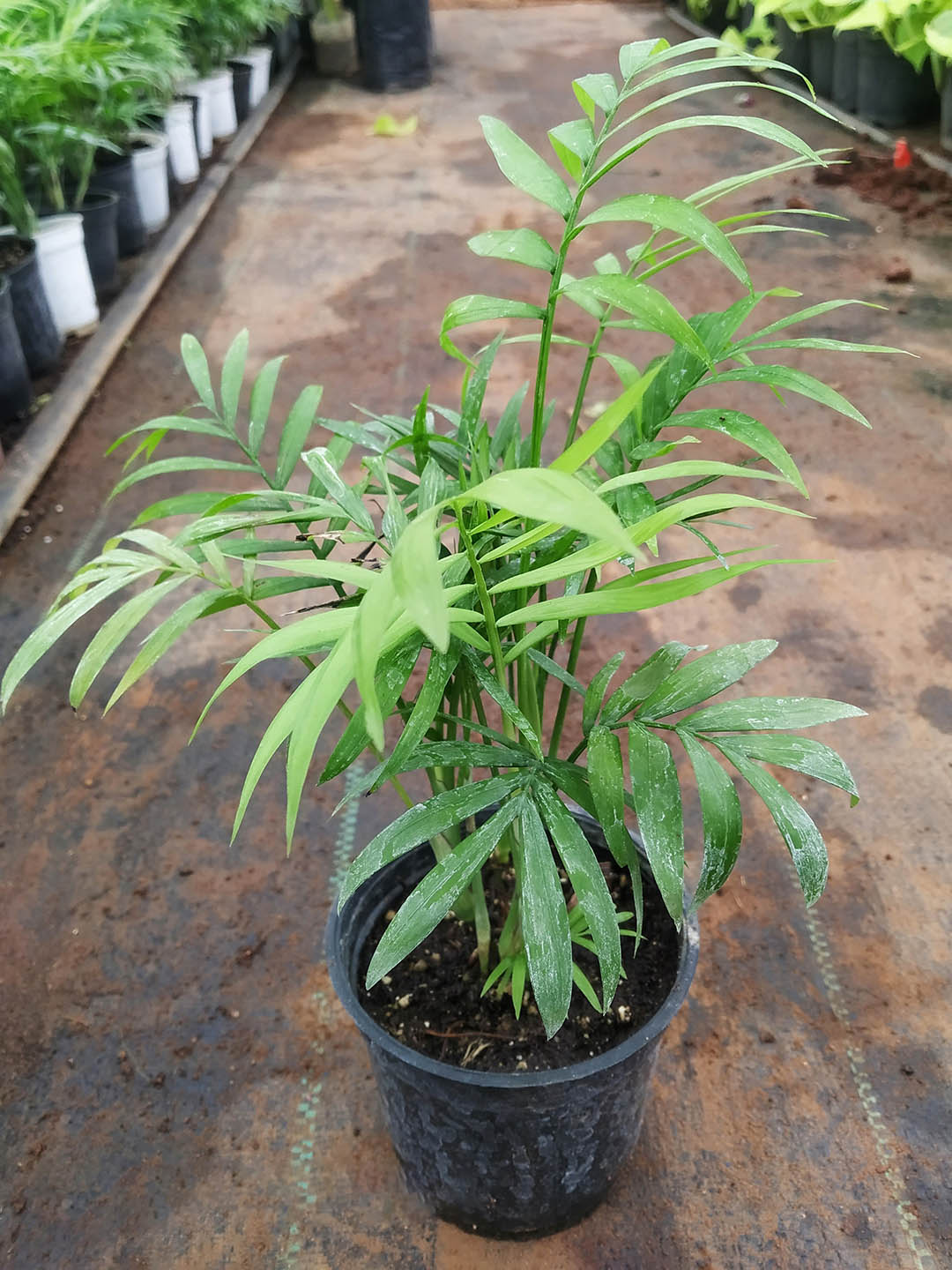Chamaedorea Elegans