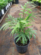 Chamaedorea Elegans