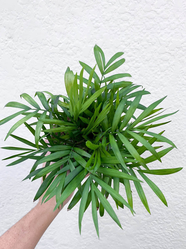 Chamaedorea Elegans