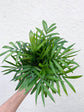Chamaedorea Elegans