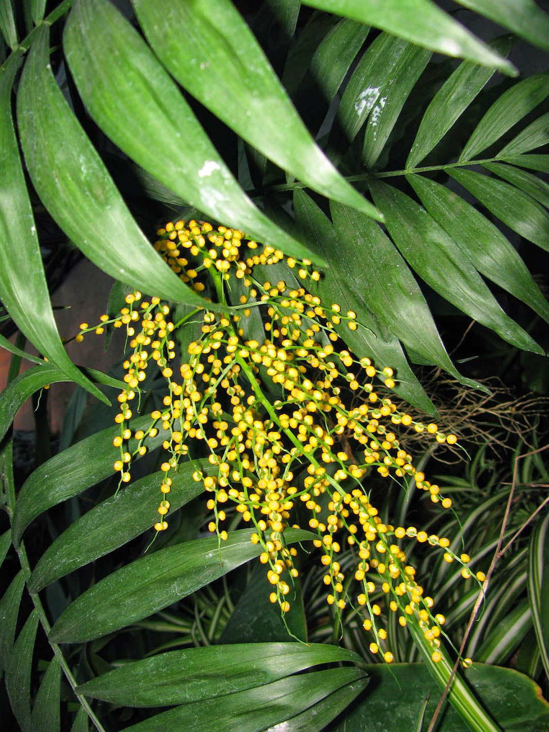 parlor palm flowering Parlour Palm Plant – Potclay