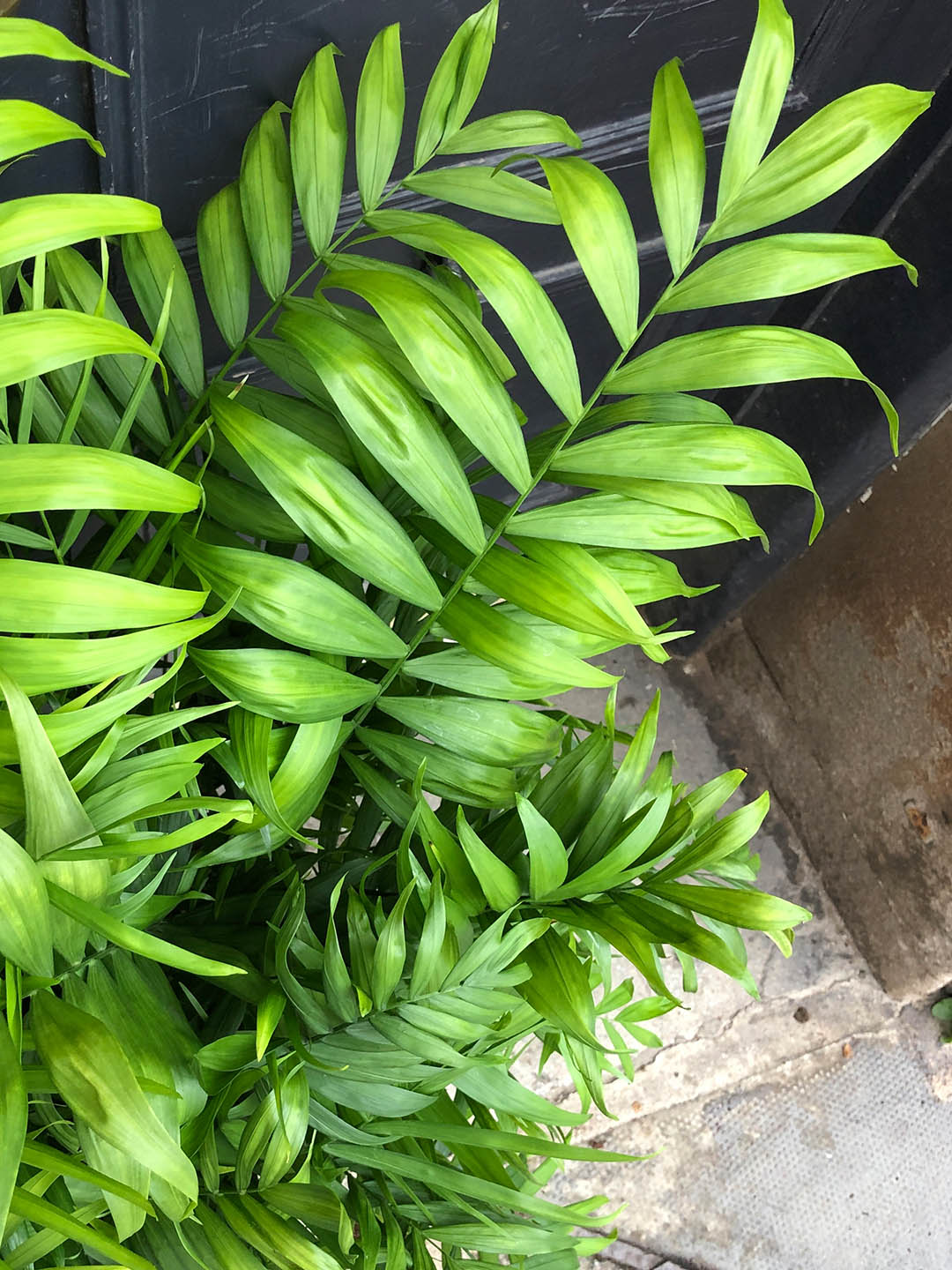 Chamaedorea Elegans