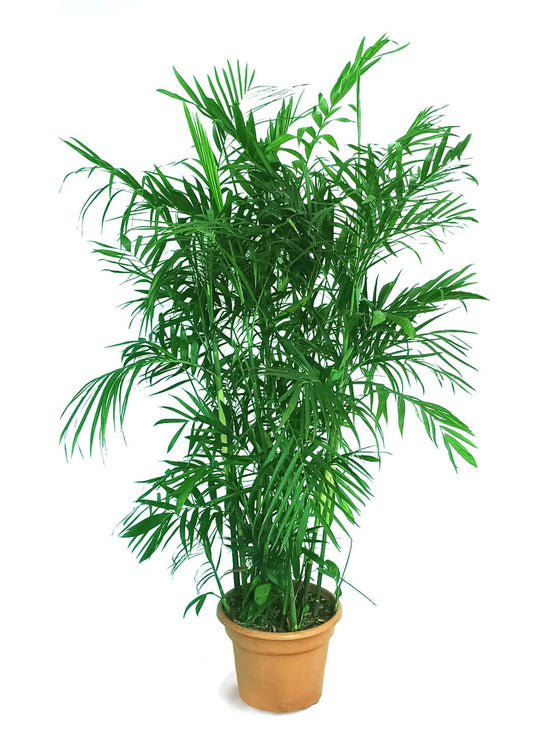 Chamaedorea Seifrizii Plant or Bamboo Palm with Green coloured leaves