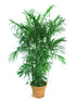 Chamaedorea Seifrizii Plant or Bamboo Palm with Green coloured leaves