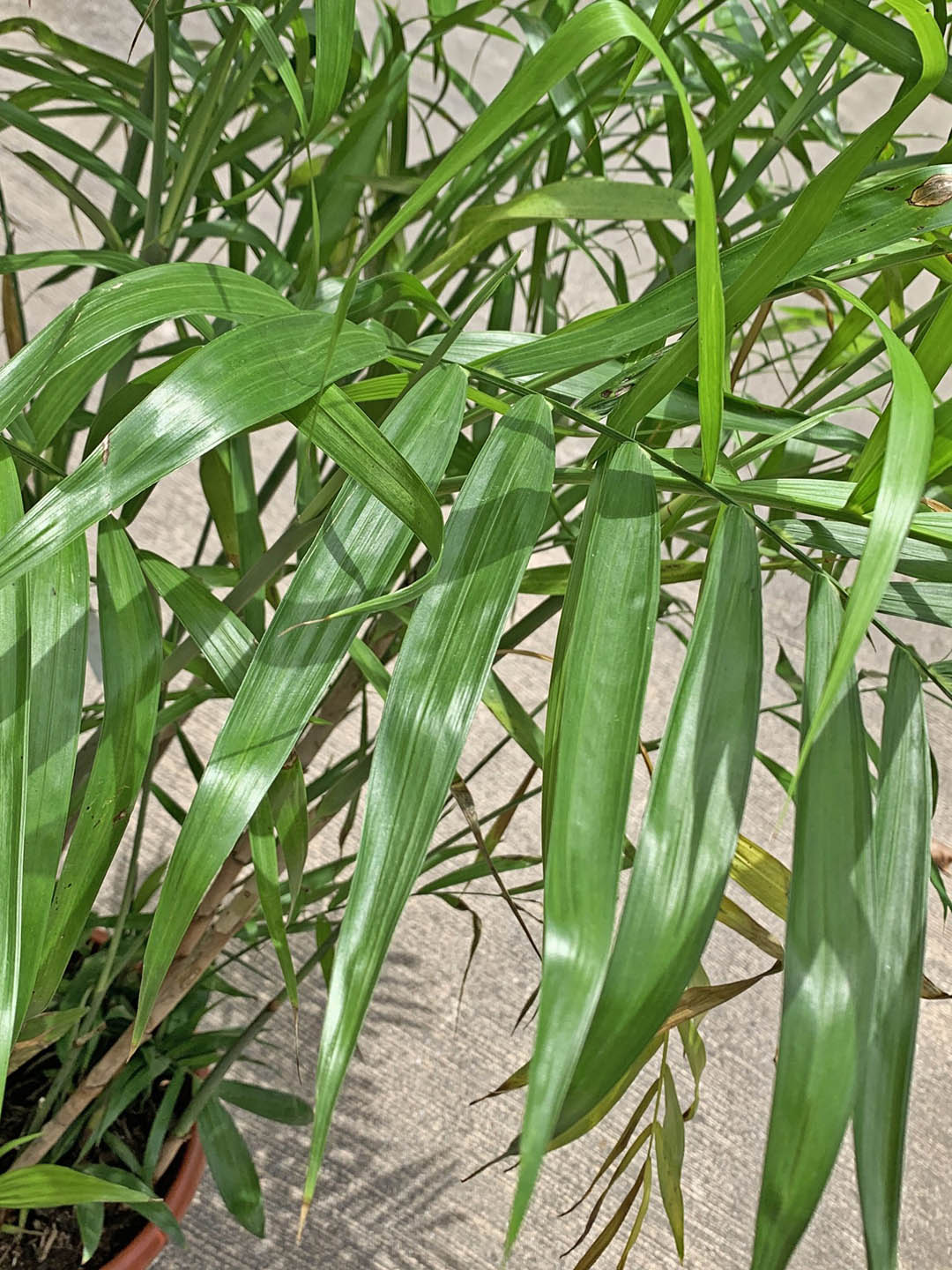 Chamaedorea Seifrizii