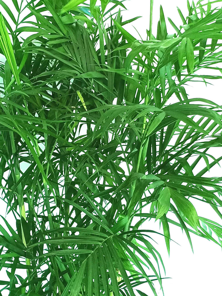 Chamaedorea Seifrizii