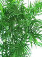 Chamaedorea Seifrizii