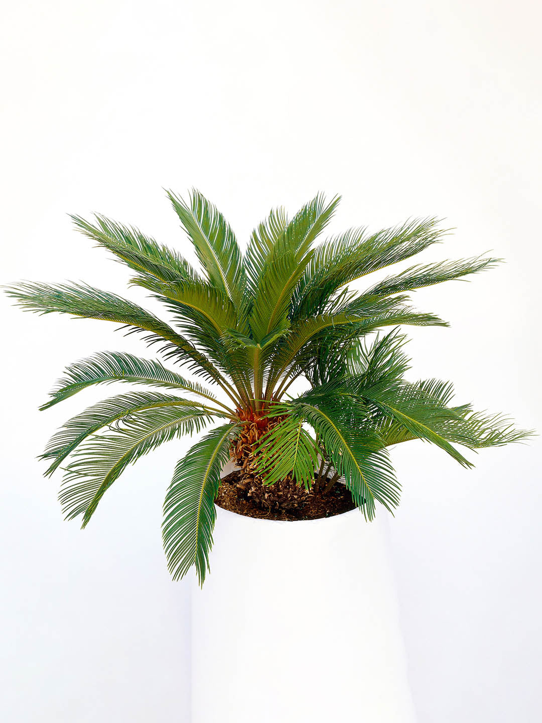 Cycas Revoluta Plant or Sago Palm, Cycas Palm with Green coloured leaves